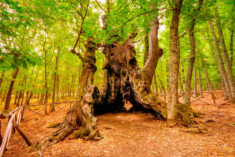 El Castañar del Tiemblo, un bosque centenario de castaños, con ejemplares que superan los 500 años de edad