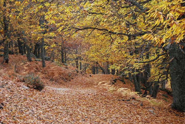 El Castañar del Tiemblo, un bosque centenario de castaños, con ejemplares que superan los 500 años de edad